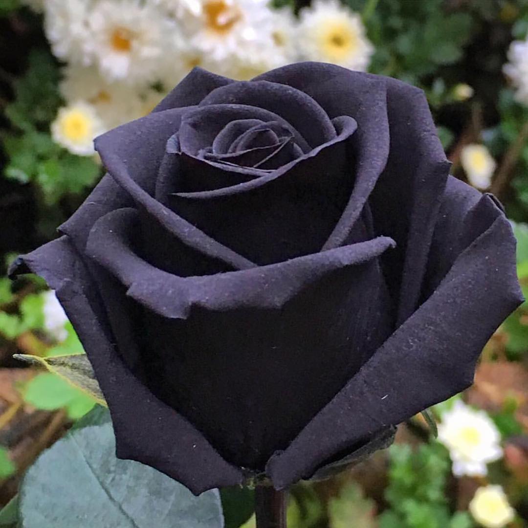 Pictures of black roses - Pictures of black roses - Download pictures of black roses - Download pictures of different colored roses - rose flower - NeotericIT.com