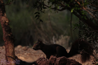 Ardilla roja (Sciurus vulgaris) Red squirrel