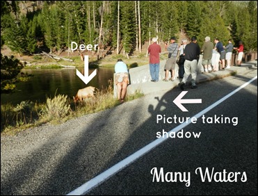 Many Waters Mule Deer at Yellowstone National Park Explained