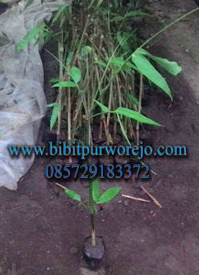 jual bibit bambu apus, bibit bambu apus purworejo, bibit bambu jawa, bambu apus, bambu tali, bambu jawa, bibit purworejo, budidaya bambu apus, pring tali, jual bambu apus, jual bibit bambu apus, jual bambu jawa, jual bambu tali, anyaman bambu apus, jual aneka jenis bambu, bambu petung, jual bambu petung, bambu petung purworejo, budidaya bambu petung, hasil bambu petung, bambu petung, bambu ampel, bambu wulung, jual bibit bambu, jual bibit bambu purworejo, jual bibit bambu jawa tengah, pengiriman bibit bambu, kegunaan bibit bambu, jual bibit bambu apus, bibit bambu tali, bibit bambu apus, investasi bambu, bambu siap tanam, bibit bambu apus siap tanam, aneka bibit bambu purworejo, bambu kuning, bambu panda, bambu jepang, jual biit bambu, bambu panda, bambu kultur jaringan, bibit bambu apus kultur jaringan, bambu apus kultur jaringan, jual bibit bambu kultur jaringa, jual bibit bambu petung kultur, aneka bibit abmbu stek cabang, cara stek bambu, cara stek bambu apus, cara stek bibit bambu petung, bibit bambu wulung, bambu hitam, bambu hias, bambu katak, aneka bibit bambu, jual bibit bambu apus, bambu apus purworejo, bibit bambu apus siap tanam, bibit bambu apus siap antar, bibit bambu tali siap tanam, bibit bambu apus unggulan, bibit bambu apus siap order, bibit bambu apus unggulan, bibit bambu tali purworejo, bibit bambu tali siap tanam, bibit bambu tali siap order, bibit bambu tali unggulan, bibit bambu jawa tengah, bibit bambu apus jawa tengah, sentra bibit bambu apus jawa tengah, bibit bambu apus indonesia, bibit bambu jawa siap tanam, bibit bambu jawa unggulan, bibit bambu jawa unggul, bibit bambu jawa dipurworejo, jual bibit bambu jawa purworejo, bibit bambu apus, bibit bambu tali, bibit bambu jawa, jual bibit bambu tali, jual bibit apus, jual bibit bambu jawa, jual bibit bambu jawa unggulan, pusat bibit bambu jawa, pusat bibit bambu apus dipurworejo, pusat bibit bambu tali dipurworejo, pusat bibit bambu tali jawa tengah, pusat bibit bambu apus jawa tengah.