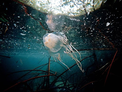 Foto ubur-ubur kotak atau box jellyfish