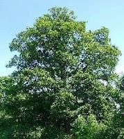 Acer platanoides