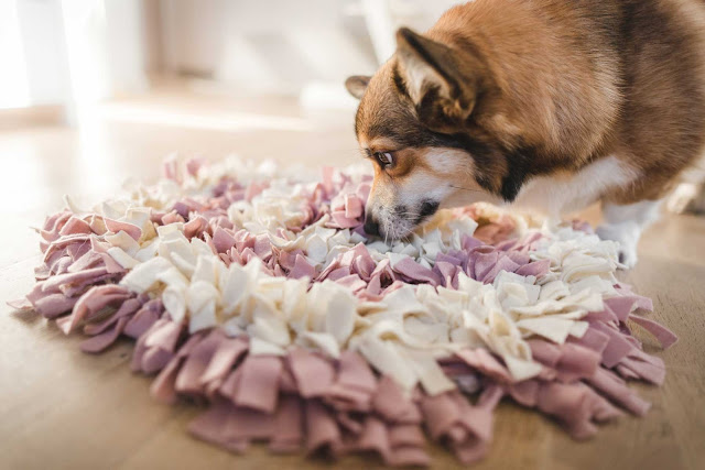 A Corgi looks for food in a snuffle mat