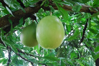 Aneka Manfaat Buah Berenuk untuk Kesehatan