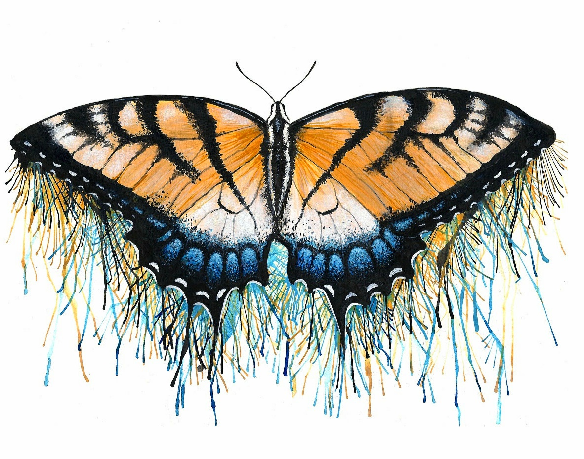 +347 Gambar Sketsa Kupu-kupu Yang Indah dan Cara Menggambarnya HD  LENGKAP  - Pensil Aisyah