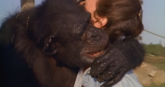 Heart-Warming Video Depicts A Woman Reuniting With Two Chimpanzees After 25 Years