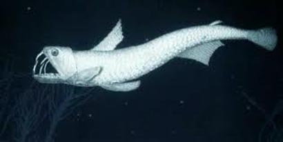 Lanternfish