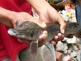 IKAN BERKEPALA BUAYA