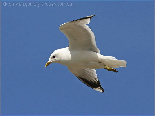 gull wallpaper,gull images;gull photo,gull picture,beautiful gull,cute gull,Pacific Gull, Larus pacificus, Belcher's Gull, Larus belcheri, Olrog's Gull, Larus atlanticus Black-tailed Gull, Larus crassirostris ,Heermann's Gull, Larus heermanni,Common Gull or Mew Gull, Larus canus,Ring-billed Gull, Larus delawarensis,California Gull, Larus californicusGreat Black-backed Gull, Larus marinus,Kelp Gull, Larus dominicanus, (called "Southern Black-backed Gull" or "Karoro" in New Zealand),Cape Gull, Larus dominicanus vetula,Glaucous-winged Gull, Larus glaucescens,Western Gull, Larus occidentalis,Yellow-footed Gull, Larus livens,Glaucous Gull, Larus hyperboreus,Iceland Gull, Larus glaucoides,Kumlien's Gull, Larus glaucoides kumlieni Thayer's Gull, Larus thayeri,European Herring Gull, Larus argentatus,Heuglin's Gull, Larus heuglini,American Herring Gull,Larus smithsonianus,Yellow-legged Gull,Larus michahellis,Caspian Gull, Larus cachinnans,East Siberian Herring Gull, Larus vegae,Armenian Gull,Larus armenicus,Slaty-backed Gull,Larus schistisagus,Lesser Black-backed Gull,Larus fuscus,White-eyed Gull,Ichthyaetus leucophthalmus,Sooty Gull,Ichthyaetus hemprichii,Great Black-headed Gull,Ichthyaetus ichthyaetus,Audouin's Gull, Ichthyaetus audouinii,Mediterranean Gull, Ichthyaetus melanocephalus,Relict Gull, Ichthyaetus relictus,Dolphin Gull, Leucophaeus scoresbii,Laughing Gull, Leucophaeus atricilla,Franklin's Gull, Leucophaeus pipixcan,Lava Gull, Leucophaeus fuliginosus,Gray Gull, Leucophaeus modestus,Silver Gull, Chroicocephalus novaehollandiae,Red-billed Gull, Chroicocephalus scopulinus,Hartlaub's Gull, Chroicocephalus hartlaubii,  Brown-hooded Gull, Chroicocephalus maculipennis,Gray-hooded Gull, Chroicocephalus cirrocephalus,Andean Gull, Chroicocephalus serranus,Black-billed Gull, Chroicocephalus bulleri,Brown-headed Gull, Chroicocephalus brunnicephalus,Black-headed Gull, Chroicocephalus ridibundus,Slender-billed Gull, Chroicocephalus genei,Bonaparte's Gull, Chroicocephalus philadelphia,