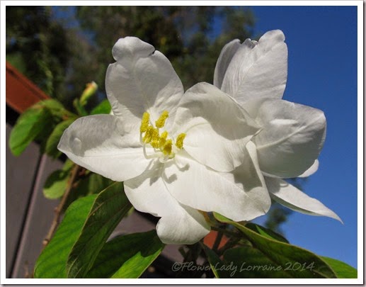 05-14-dwarf-wh-orchid3