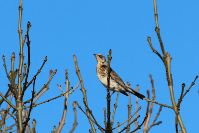 Fjildlyster - Kramsvogel - Turdus pilaris