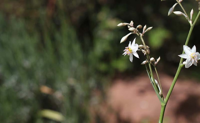 Arthropodium Cirratum Flowers Pictures