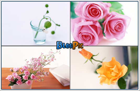 80 Beautiful Flowers Wallpapers 1600 X 1200