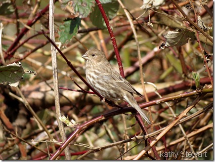 House Finch