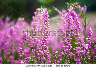 http://www.shutterstock.com/pic.mhtml?id=296355020