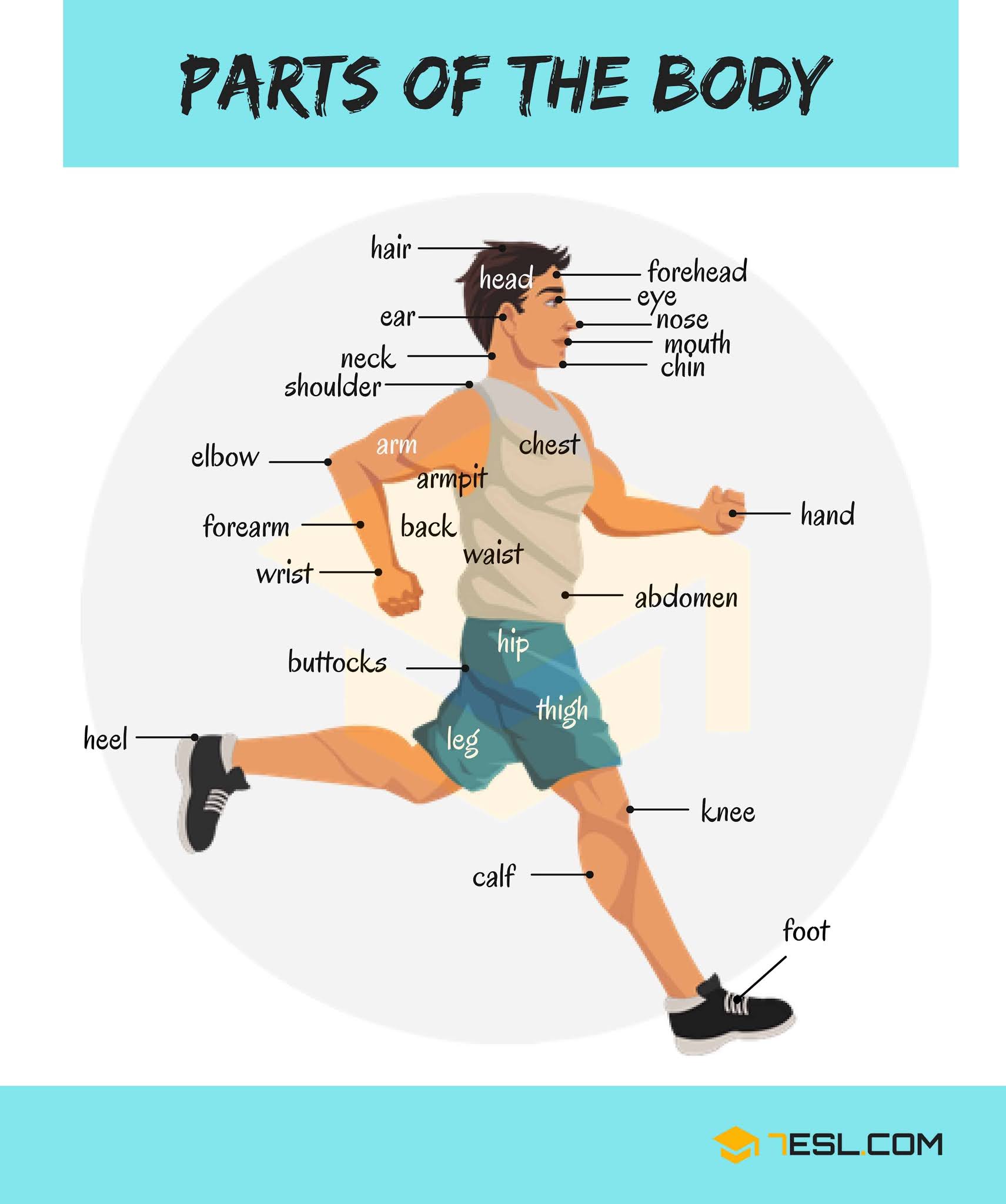 Mengenal Anggota  Tubuh  dalam Bahasa  Inggris  Parts of the 