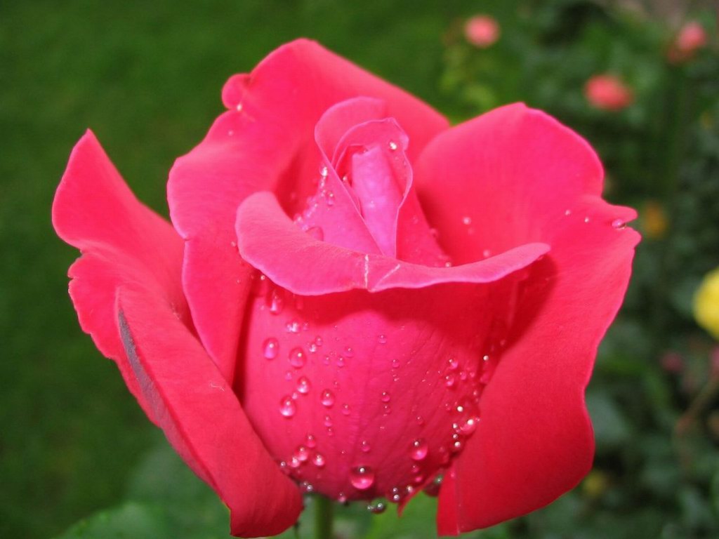 Rose Flowers Wallpapers - Real HD Wallpapers