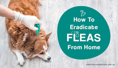 How To Get Rid Of Fleas From Home