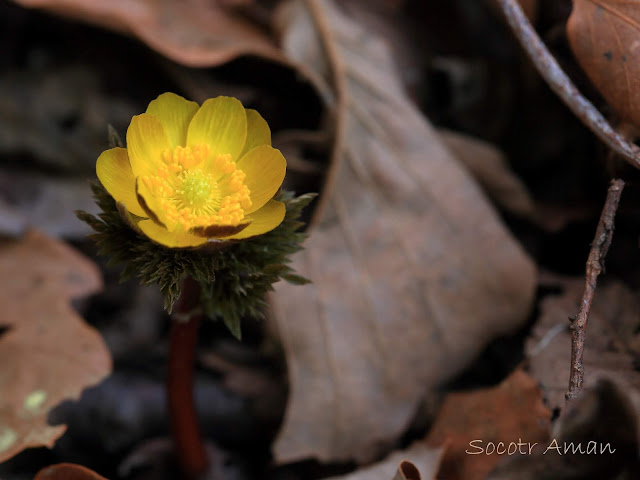 Adonis multiflola