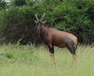 Uganda kob en Murchison cae parque nacional, ake Luxury Tented tasas campamento Mburo