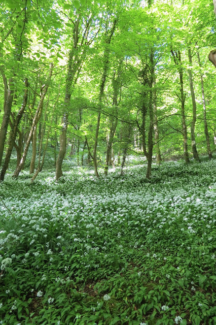 Woodland floor carpeted with wild garlic plants and a green canopy of trees above.