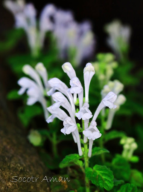 Scutellaria indica