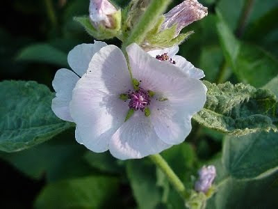 Marshmallow / Althea officinalis