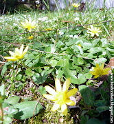 PZ C: primavera fiori (primavera fiori gialli)