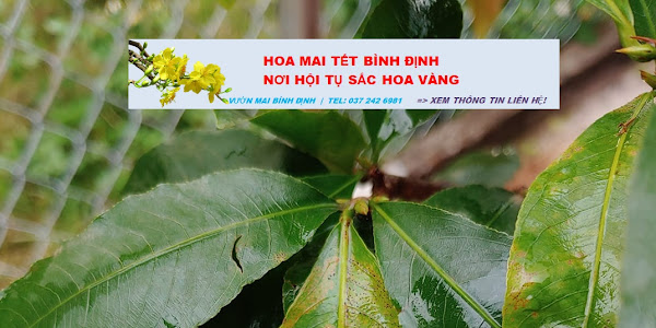 Triệu chứng và thuốc đặc trị bệnh rỉ sét trên cây mai vàng