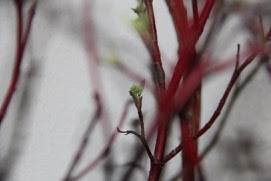 forcing red osier dogwood leaves