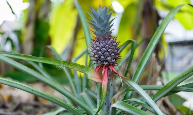 Floración de la Piña de Jardín