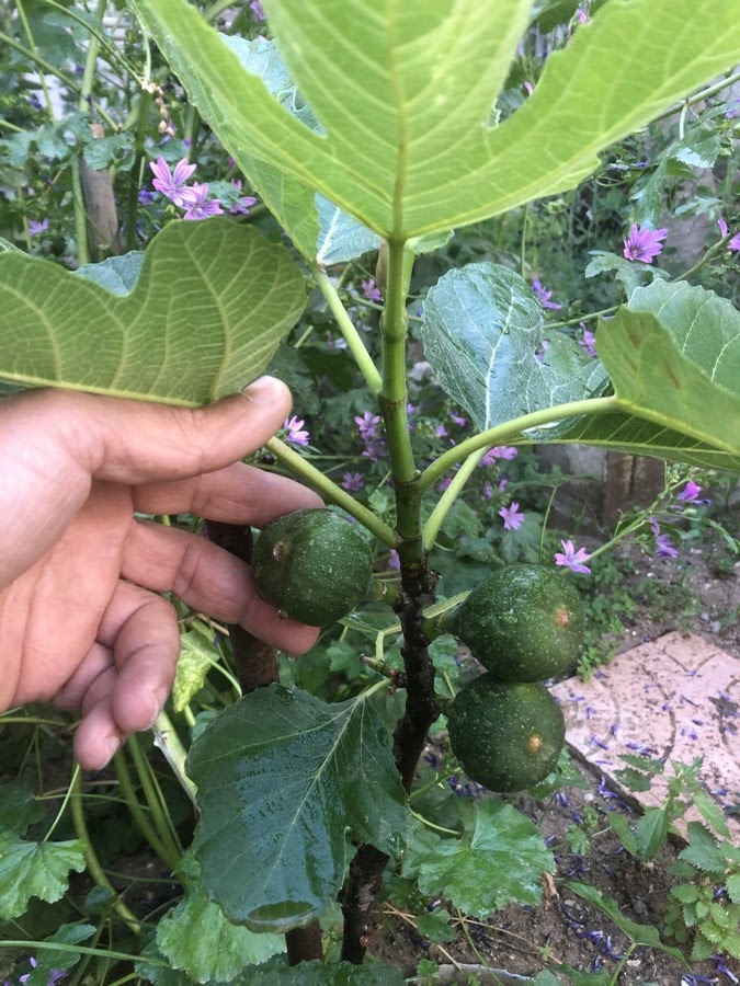 Learn how to successfully plant and care for healthy fig trees in your own backyard by following our step-by-step guide! This blog is the ultimate guide for creating a beautiful garden sanctuary, from choosing the right plants to harvesting tasty fruits. Discover professional advice for preparing the soil, watering effectively, and maintaining your fig trees to guarantee their successful growth.