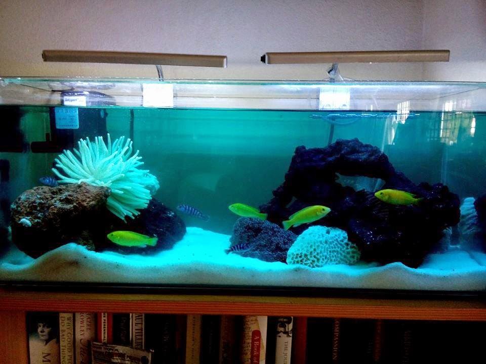 setting up your first saltwater tank Fishing Kims