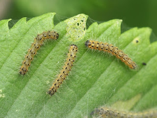 Hyphantria cunea - Chenille à tente estivale