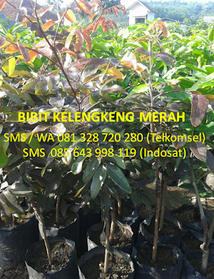 jual bibit kelengkeng merah