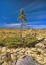 080414-oldest-tree_big
