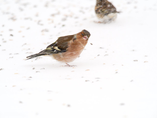 Buchfink im Schneesturm