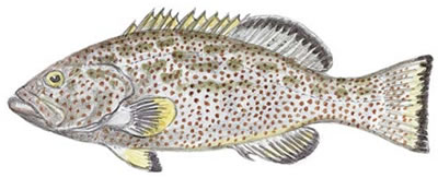 Yellowfin Grouper (Mycteroperca venenosa)