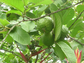 guava, La Ceiba, Honduras