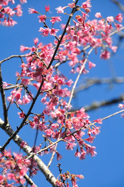 sakura