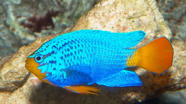 harga blue devil fish