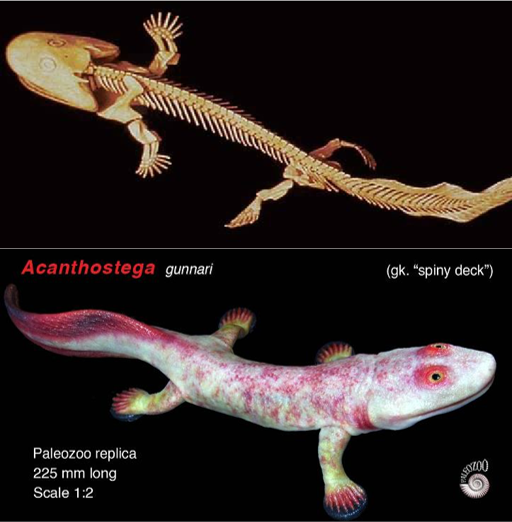 Esqueleto fósil y reconstrucción paeloartística de Acanthostega gunnari.