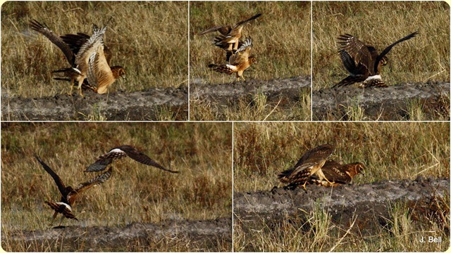 64 Anahuac NWR 20119