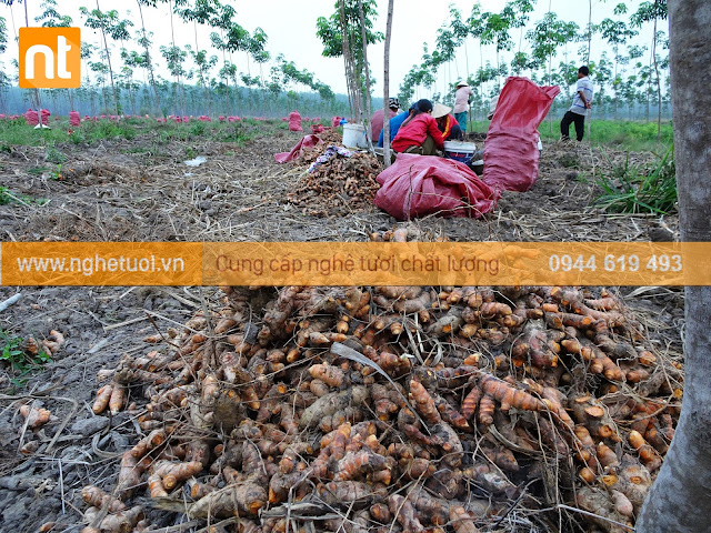 Công ty thu mua nghệ tươi 2017