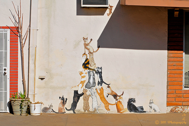 Cidade tem street art com pinturas de gatos