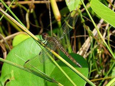 Dragonfly, Neurothemis fluctuans