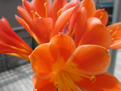 春 オレンジ 花 328537-春 オレンジ 花 名前