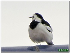 20120318_150448_006_TianLiaoyang