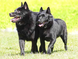 Schipperke