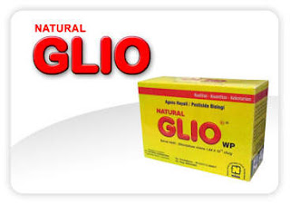 Natural GLIO mengeluarkan zat antibiotik yaitu Gliovirin dan Viridin yang akan mematikan pathogen penyebab penyakit tanaman dan Natural GLIO ini akan berkembang terus mengkolonisasi melindungi tanaman dari gangguan pathogen.